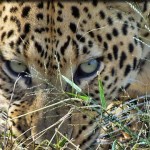 sliderleopard